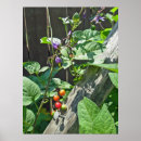 Suche nach nightshade Blume