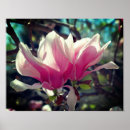 Suche nach rosa magnolie poster Blühen