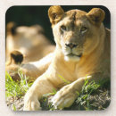 Suche nach afrikanischer löwe untersetzer Safari