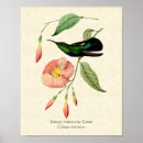 Suche nach vintage kolibris poster Tropisch