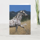 Suche nach appaloosa karten Foto