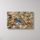 Suche nach blaues jay leinwandbilder Vogelvogel