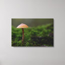 Suche nach pilz leinwandbilder Moos