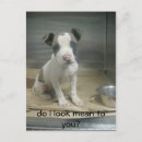 Suche nach tierrechte postkarten Tiere