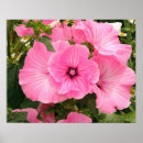 Suche nach jährlich poster Blume