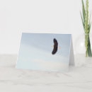 Suche nach weißkopfseeadler karten Vogel