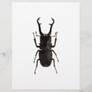 Suche nach insekten flyer Käfer