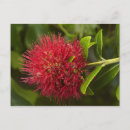 Suche nach dunedin poster Wand