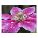 Suche nach clematis blume poster Botanisch