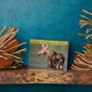Suche nach elche fotoplatten Wildtiere