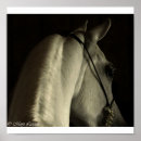 Suche nach weißes arabisches pferd poster Araber