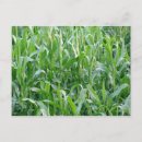 Suche nach bio landwirtschaft poster Mais