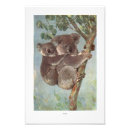 Suche nach koalabären poster Australien