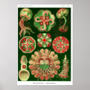Suche nach qualle poster Biologie
