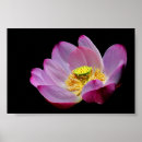 Suche nach seerose poster Lila