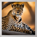 Suche nach leoparden poster Fotografie