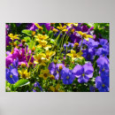 Suche nach lila blüten poster Blumenreich