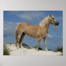 Suche nach haflinger poster Pferd