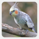Suche nach cockatiel aufkleber Papagei