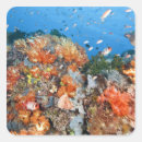 Suche nach komodo aufkleber Meereswelt