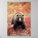 Suche nach denali poster Tier