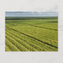 Suche nach guyana postkarten Vegetation