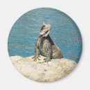 Suche nach iguana magnete Tier