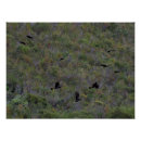 Suche nach herde poster Australie