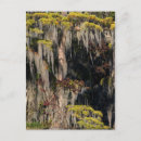 Suche nach sumpf postkarten Landschaft
