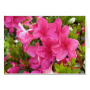 Suche nach rhododendren postkarten Rosa