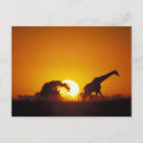 Suche nach schattenbild Sonnenuntergang