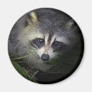 Suche nach waschbär magnete Wild