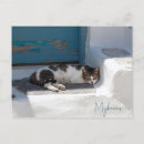 Suche nach mykonos poster Kätzchen