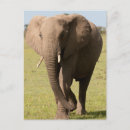 Suche nach loxodonta postkarten Kenia