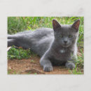 Suche nach russische katze postkarten Kätzchen