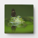 Suche nach frosch fotoplatten Teich