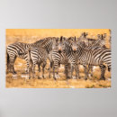 Suche nach zebras poster Herde