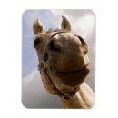 Suche nach pferdeliebhaber magnete Western