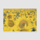 Suche nach fotografie seidenpapier Sonnenblumen