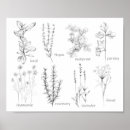 Suche nach thymian poster Rosmarin