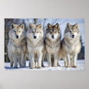Suche nach wolfposter Grauwolf