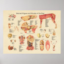 Suche nach intern poster Anatomie