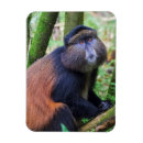 Suche nach ruanda magnete Affe