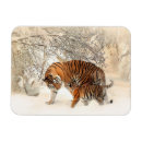 Suche nach tiger magnete Familie