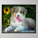 Suche nach australian shepherd poster Welpen