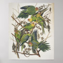 Suche nach birds of america poster Ornithologie