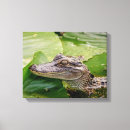 Suche nach alligatoren leinwandbilder Natur