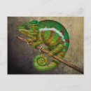 Suche nach chameleon postkarten Grün