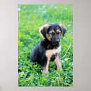 Suche nach german shepherd poster Tier