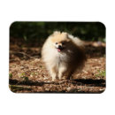 Suche nach zwergspitz magnete Verkleidung